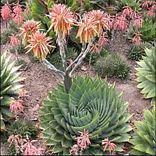 ALOE polyphylla 'Swirl', Spiral Aloe