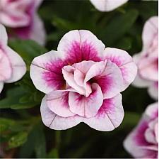 CALIBRACHOA MiniFamous Uno 'Double PinkTastic', MiniFamous Series Calibrachoa (Winner of 2 awards)