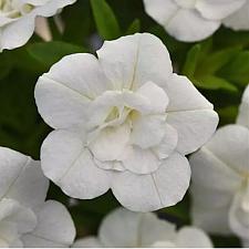 CALIBRACHOA MiniFamous Uno 'Double White', MiniFamous Series Calibrachoa