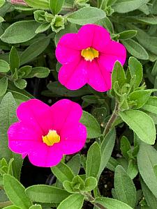 CALIBRACHOA MiniFamous Uno 'Pink' (syn. 'Kleca23872'), MiniFamous Series Calibrachoa