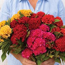 CELOSIA argentea var. cristata 'Chief Mix', Cockscomb, Crested Cockscomb