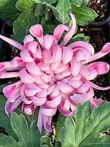 CHRYSANTHEMUM Pot 'Cosmo Purple', Mum, Pot Chrysanthemum