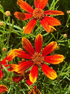 COREOPSIS verticillata 'Ladybird', Thread-Leaf Coreopsis, Tickseed