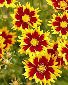 COREOPSIS grandiflora 'Solar Jewel' (='MVNC1902'), Tickseed