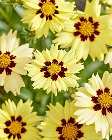 COREOPSIS grandiflora 'Solar Moon' (='MVNC1906'), Tickseed