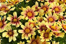 COREOPSIS grandiflora Solanna 'Sunset Burst' (='DCORSOSB'), Tickseed