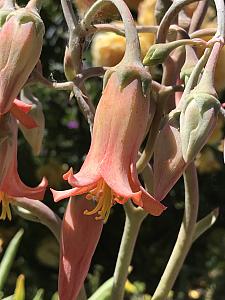 COTYLEDON oblongata var. orbiculata, Old Man's Fingers