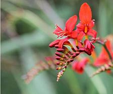 CROCOSMIA 'Sharona', Montbretia