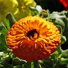 CALENDULA officinalis 'Maayan Orange', Organic Calendula