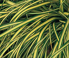 CAREX oshimensis 'Evergold', Variegated Japanese Sedge