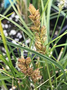 CAREX species 'Pomona', The Pomona Sedge