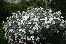 CONVOLVULUS cneorum, Silverbush, Bush Morning Glory