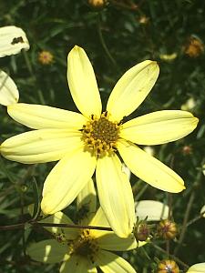 COREOPSIS verticillata 'Moonbeam', Thread-Leaf Coreopsis