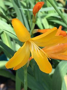 CROCOSMIA x crocosmiiflora 'George Davidson', Montrbretia