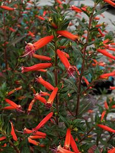 CUPHEA ignea, Cigar Plant, Firecracker Plant