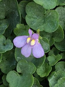 CYMBALARIA muralis 'Nana', Kenilworth Ivy