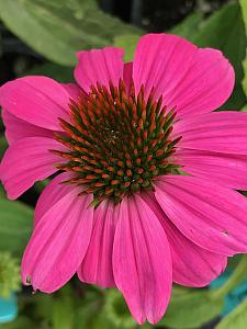 ECHINACEA purpurea 'PowWow Wild Berry', Purple Coneflower