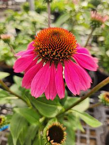 ECHINACEA hybrid Panama 'Rose', Coneflower, Panama Series Echinacea