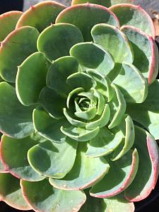 ECHEVERIA species, Hens and Chicks