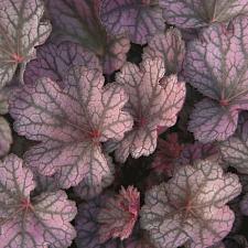 HEUCHERA Heureka 'Silver Lord', Heureka Series, Alum Root, Coral Bells