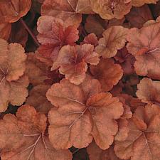 HEUCHERA Heureka 'Timeless Orange' (= 'Inheutiora), Heureka Series, Alum Root, Coral Bells