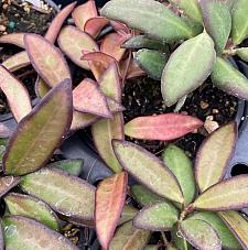 HOYA 'Rosita' (a hybrid of H. wayetii x H. tsangii), Tropical Wax Vine