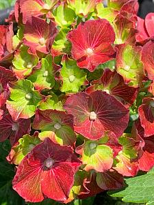 HYDRANGEA macrophylla HI 'Fire', Big Leaf, Garden, Florist or French Hydrangea