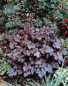 HEUCHERA hybrid 'Amethyst Myst', Alum Root, Coral Bells