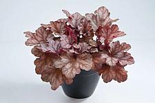 HEUCHERA Kira 'Arizona', Kira Series, Alum Root, Coral Bells