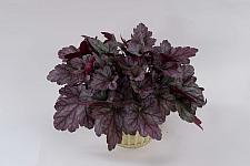 HEUCHERA Kira 'Purple Rain Forest', Kira Series, Alum Root, Coral Bells