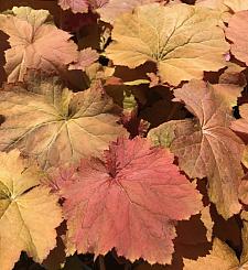 HEUCHERA x villosa 'Mega Caramel', 