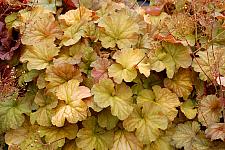 HEUCHERA Northern Exposure 'Amber', Alum Root, Coral Bells