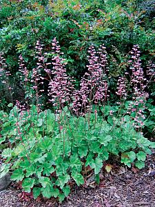 HEUCHERA 'Rosada', Alum Root, Coral Bells