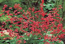 HEUCHERA sanguinea 'Ruby Bells', Alum Root, Coral Bells