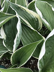 HOSTA 'Francee', 