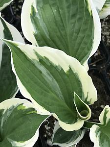 HOSTA fortunei 'Patriot', Plantain Lily