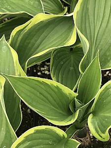 HOSTA fortunei 'Aureo-Marginata', Plantain Lily