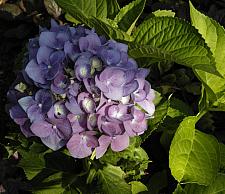 HYDRANGEA macrophylla 'Penny Mac', Mophead Hydrangea