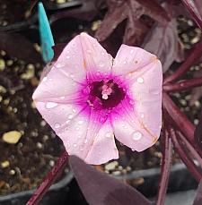 IPOMOEA batatas 'Blackie', Sweet Potato Vine