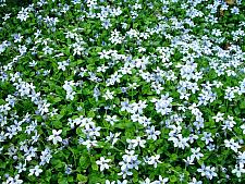 ISOTOMA fluviatais 'Blue Star Creeper', 