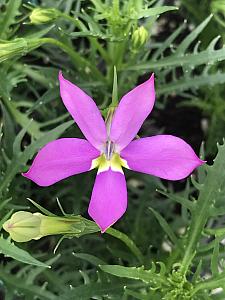 ISOTOMA axillaris Fizz n Pop 'Pretty in Pink', Laurentia