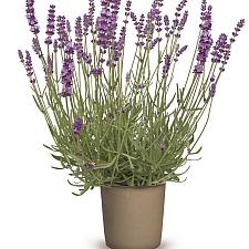 LAVENDER 'Forever Blue' (LAVANDULA angustifolia 'Forever Blue'), Organic English Lavender