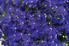 LOBELIA erinus 'Hot Royal Blue', Edging Lobelia