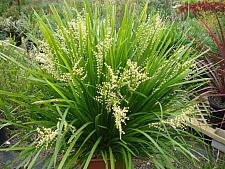 LOMANDRA longifolia 'Breeze', Mat Rush