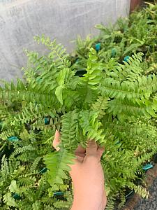 NEPHROLEPIS exaltata bostoniensis 'Maasii', Boston Fern