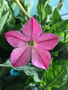 NICOTIANA x sanderae 'Perfume Bright Rose', Jasmine or Flowering Tobacco