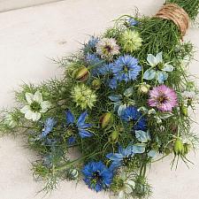 NIGELLA damascena, Love-in-a-Mist