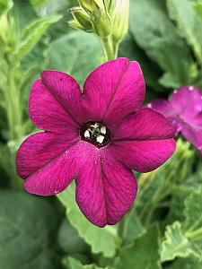 NICOTIANA x sanderae 'Perfume Deep Purple', Jasmine or Flowering Tobacco