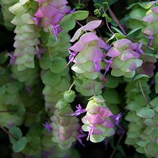 ORIGANUM 'Barbara Tingey', Ornamental Oregano