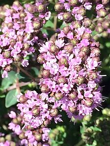 ORIGANUM mircrophyllum x 'Dawn', 